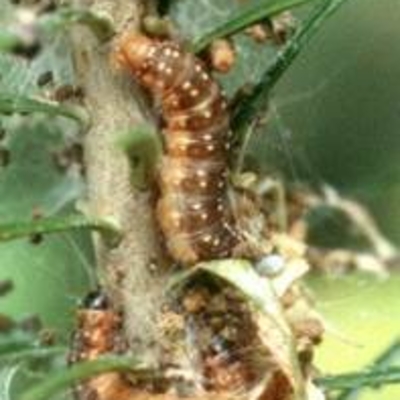 Spruce budworm larvae on a tree branch.