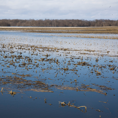 Crop field flooded with water