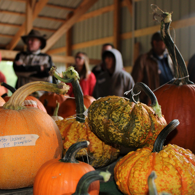 Pumpkins on a table with people in the background