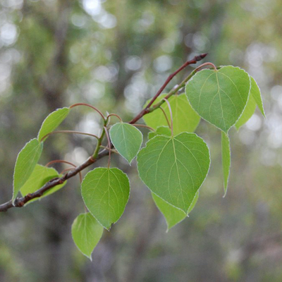 A quaking aspen branch in spring.