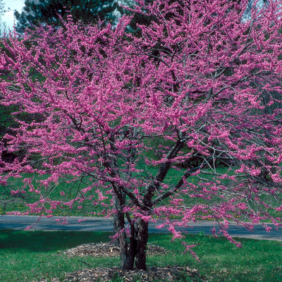 A small tree with bright pink blossoms.