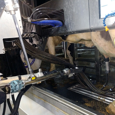 Robotic milker attached to a cow.