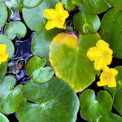 Large green heart-shaped leaves with several yellow flowers floating in water.